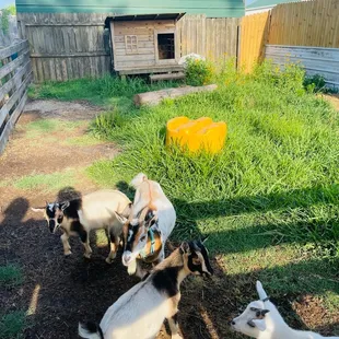 baby goats