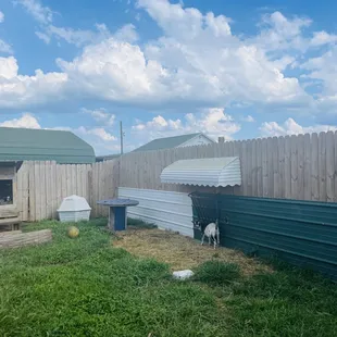 Little goats (no fee to visit)