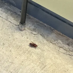 Cockroach