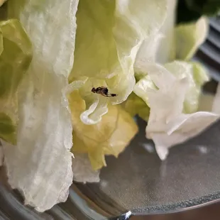 a closeup of lettuce on a fork