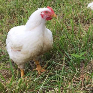 Our chickens are healthy because of how they are raised! We don't need drugs or chemicals to make them healthy.
