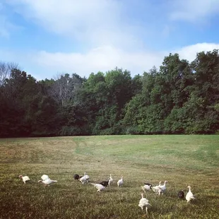Turkeys out for a walk. Did your thanksgiving turkey have such a good life?