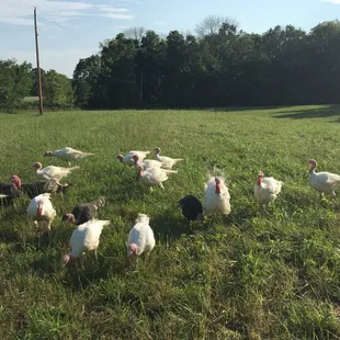 A group of pastured turkeys living it up on our pastures.