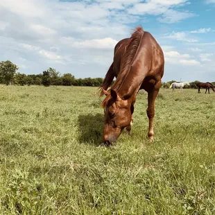 Massive turnout on lush green pastures