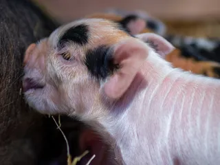 Halbert Farm KuneKune Pigs
