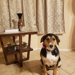 Harley Gurl after her day of grooming @ 4 Paws Grooming Salon , she is ing her new dew!!