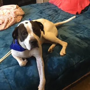 Dallas just got done with his spa day.