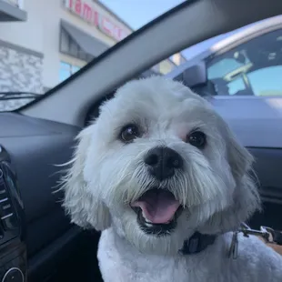 Another great groom by 4 Paws Sierra Vista. That's one happy pupper! Thanks, Ladies!