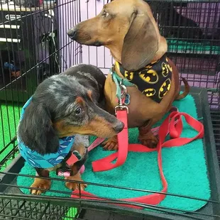 they went that way,  no, they went this way