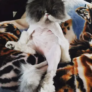 Porky's haircut from 4 paws grooming