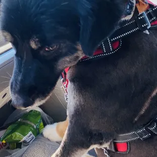 Simi after  her grooming