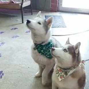 it was husky day here at 4 paws can't wait for it to snow inside again