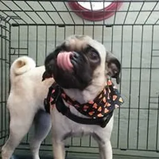 Layla doing her thing, dressed up and clean for Halloween