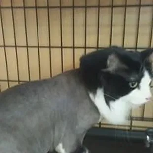 Levi after his haircut