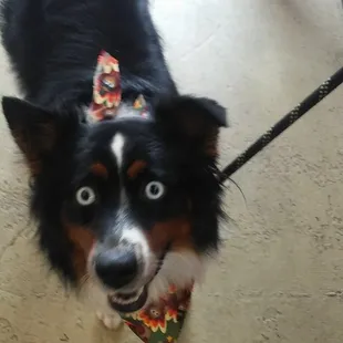 Akira loves her Thanksgiving bandana