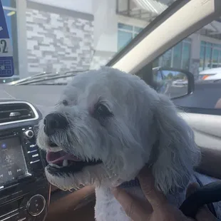 Gizmo looks great! Another great cut by 4paws Grooming!