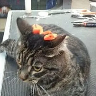 Tiki looking pretty with her Halloween bows