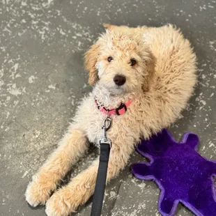 No beer. Just a cute puppy named Lucy.