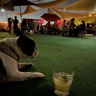 a dog laying on the ground next to a glass of lemonade