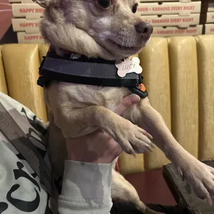 Lucy Paige and rowdy