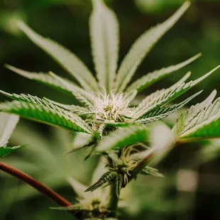 420 Kingdom aeroponic grown product coming soon!