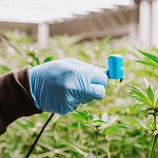 Aeroponic grown product takes extra care - but the results are extraordinary.