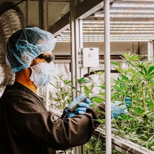 Aeroponic grown product takes extra care - but the results are extraordinary.