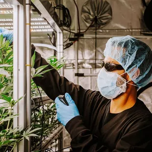 Aeroponic grown product takes extra care - but the results are extraordinary.