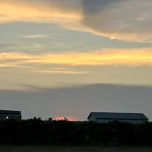 a sunset over a vineyard