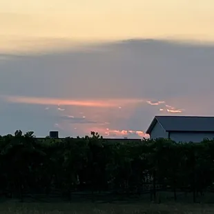 a sunset over a vineyard