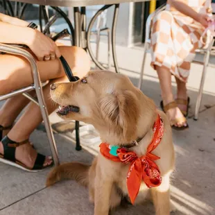 Dog-friendly patios at 45th Paralell Distillery in New Richmond, Wisconsin!