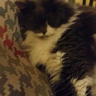 M B.