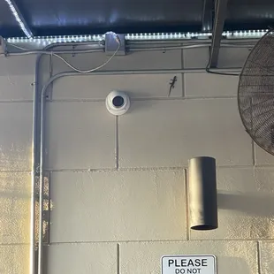 Lizard on wall outside