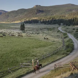 Senior wrangler heads out to the herd for the daily bring in