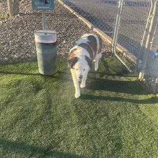A little doggy park for the girls to stretch their paws