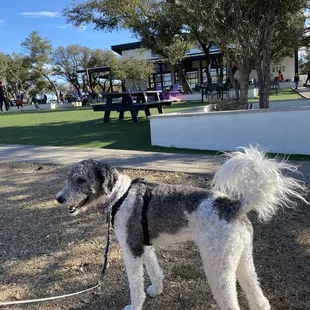 Our fur-girl enjoying the grounds.