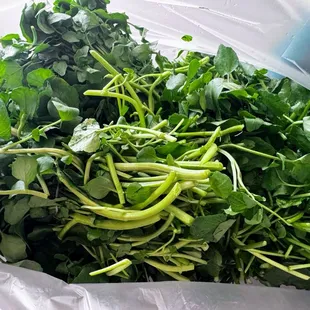 Watercress for days