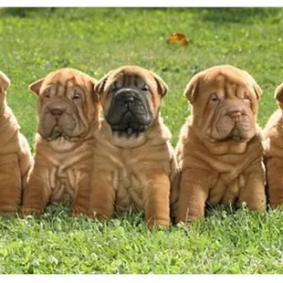 We always call 5 stones when one of us has an accident! Then we get to go back inside on a nice clean carpet!