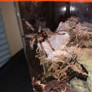 The GBB Tarantula I got from the pet shop