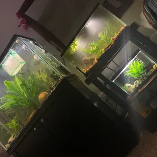 My 3 tanks with over 45+ fish and snails from 50 fathoms. Big tank has been going for 8 years.