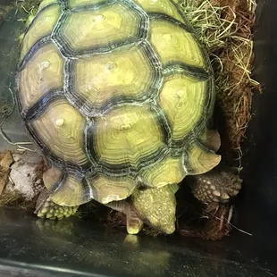Huge tortoise