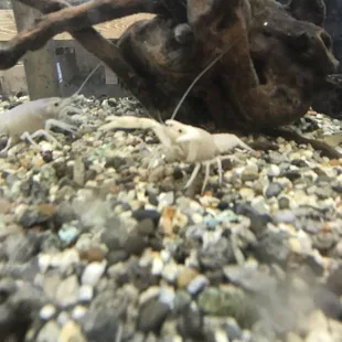 White crawfish