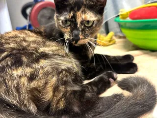 Big Easy Animal Rescue