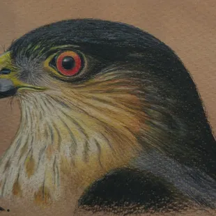 Colored pencil by Robert Daniels.