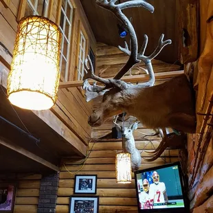 Taxidermy and pine logs