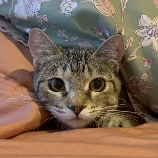 Macie B.