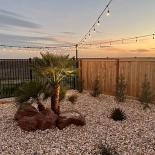 Boulders and Mediterranean palm with up lighting.