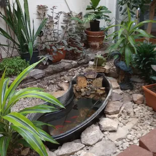 An aquarium in a coffee shop!  How cool is that?