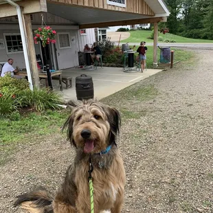 Outside area, dog friendly
