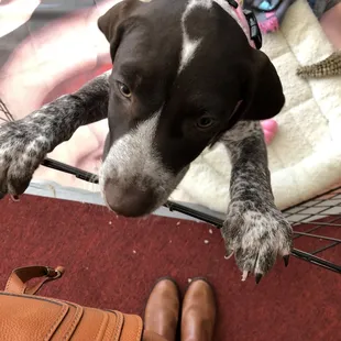 Shop mascot, Purl, when she was just a little thing.